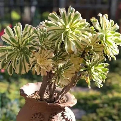 Aeonium Arboreum Variegata Cristata